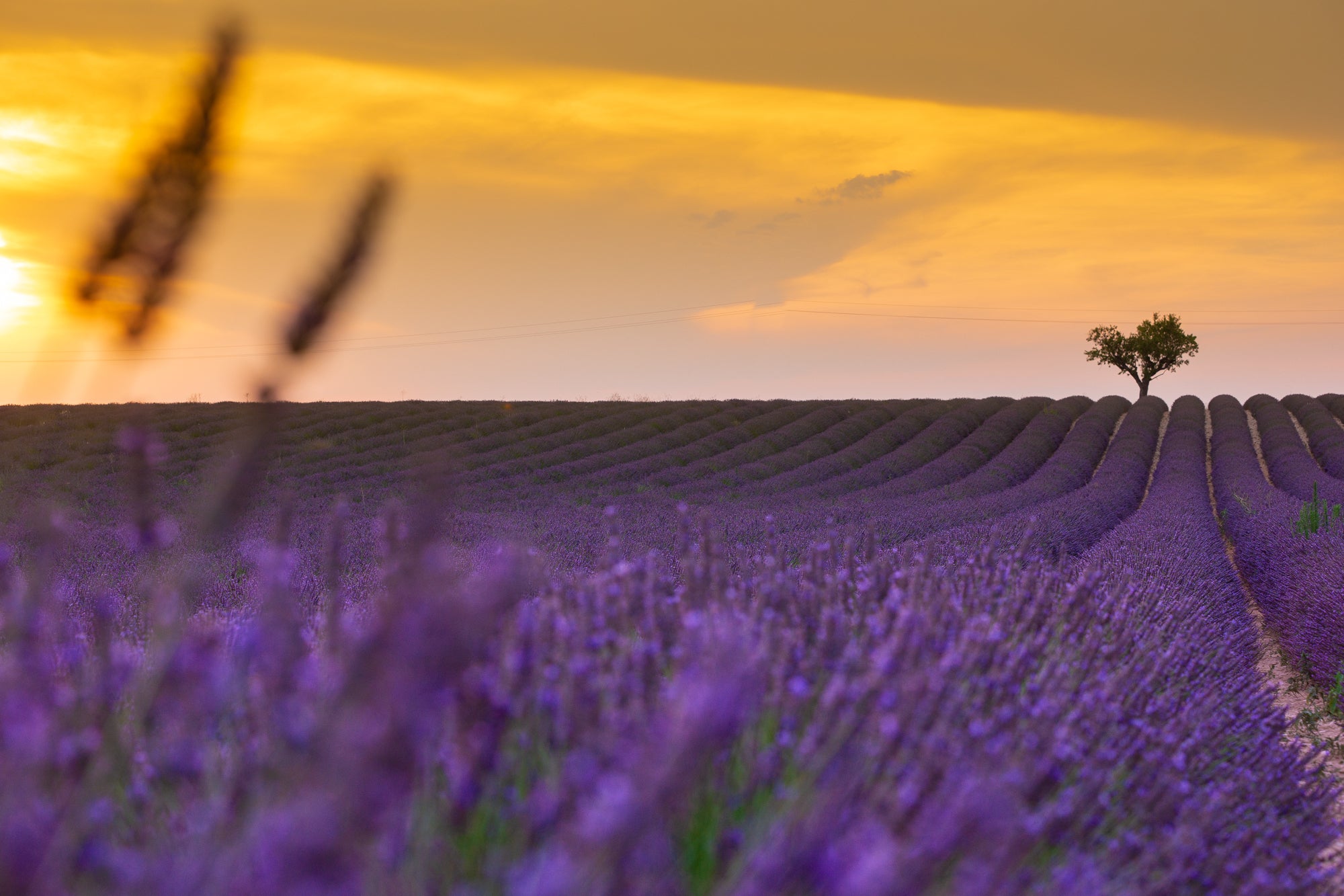 Lavender field for Soleyria